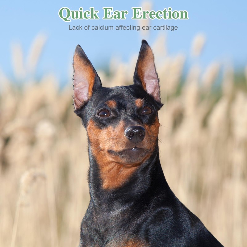 POPETPOP 2 Sets Dog Ear Posting Kit - Doberman Ear