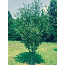 Okame Cherry Tree 6-12" in Height in a 3" Pot