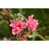 Clarkia Flower Seeds – Elegant Double Light Salmon (Clarkia Unguiculata)