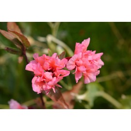 Clarkia Flower Seeds – Elegant Double Light Salmon (Clarkia Unguiculata) – 1000+ Non-GMO Heirloom Seeds, by Isla’s Garden Seeds, Perfect for Home Gardens, Easy to Grow, Beautiful Blooms, Great Gift