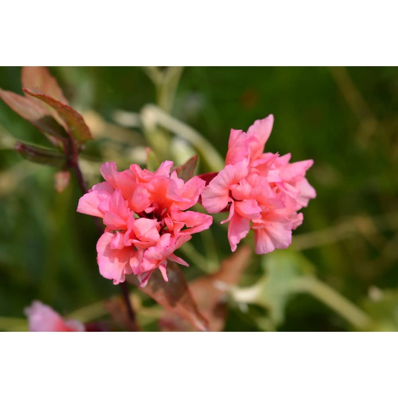 Clarkia Flower Seeds – Elegant Double Light Salmon (Clarkia Unguiculata)