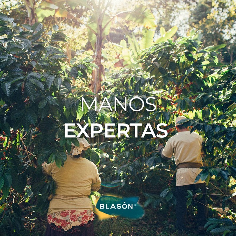 Blasón Cápsulas de Café Espresso 10 cápsulas