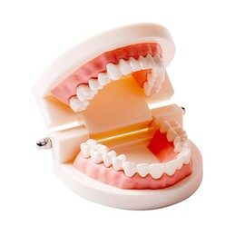 SNAWOP Dental Standard Teeth Model Denture Tooth Model Typodont Demonstration for Kids Teaching and Patient Education