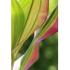 Japonica Striped Cut Flower Arrangement Ornamental Corn 20 Seeds for Planting Packet