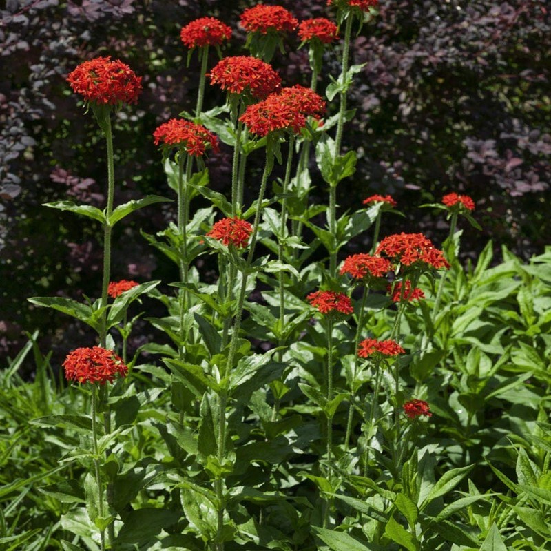 Outsidepride Lychnis Chalcedonica - 5000 Seeds