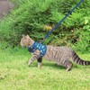 BINGPET Cat Harness with Leash Escape Proof - Fashionable Mesh