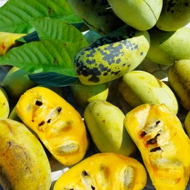 TomorrowSeeds - Paw Paw Tree Seeds - 5+ Count - For 2025 Planting Asimina Triloba North American Custard Apple Banana Papaw Banango Mango USA Native Fruit Trees Perennial Grow Your Own Home Farm Patio
