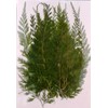 Fuchsan FUK-1014 Pressed Flower Pack, Fern