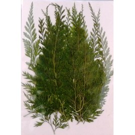 Fuchsan FUK-1014 Pressed Flower Pack, Fern