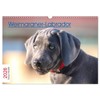 Weimaraner-Labrador (Wandkalender 2026 DIN A3 quer), CALVENDO Monatskalender: Ein Herzensbrecher