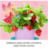 KOSMOS 657819 Fairy Strawberries Children's Experiment Set