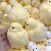 1pcs Handmade Taba Squishy Chick Ultra Soft Squishy Fidget Toys