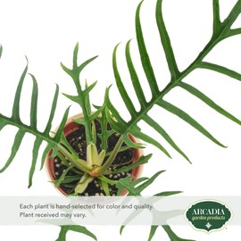 Arcadia Garden Products Live Tortum Philodendron Rare Indoor Houseplant in Plastic Pot, Tropical Plant Collector Gift for Home and Garden Decor, 4-inch, Beige