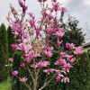 1 PACK 2” POT ANN STAR MAGNOLIA TREE GREENHOUSE BEST