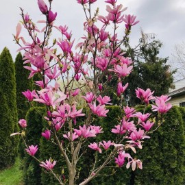 1 PACK 2” POT ANN STAR MAGNOLIA TREE GREENHOUSE BEST GIFT LIVE PLANT GUARANTEE