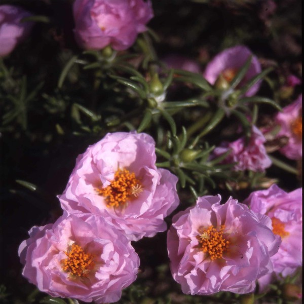 Outsidepride Moss Rose Pink - 10000 Seeds