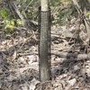Tree Guard Pack | Plastic Mesh Tree Bark Protector |