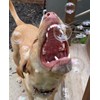 Bubbletastic Dog Bubbles, 8 oz Total, Bacon and Peanut Butter