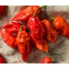 Fresh 25 Newly Harvested Super-Hot Bhut Jolokia Red Premium Ghost