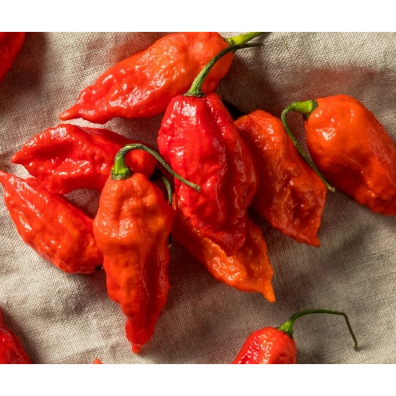Fresh 25 Newly Harvested Super-Hot Bhut Jolokia Red Premium Ghost