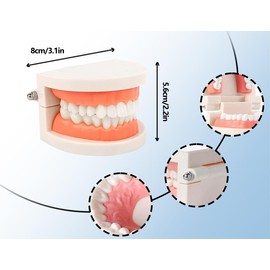 KAPSING Dental Model Standard Dentist Toy Tooth Model for Teaching Teeth Brushing Children