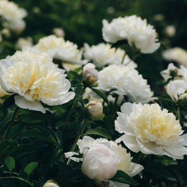 Peony Roots - Duchesse De Nemours - 1 Root - White Flower Bulbs, Root Attracts Bees, Attracts Butterflies, Attracts Pollinators, Easy to Grow & Maintain, Fragrant, Container Garden
