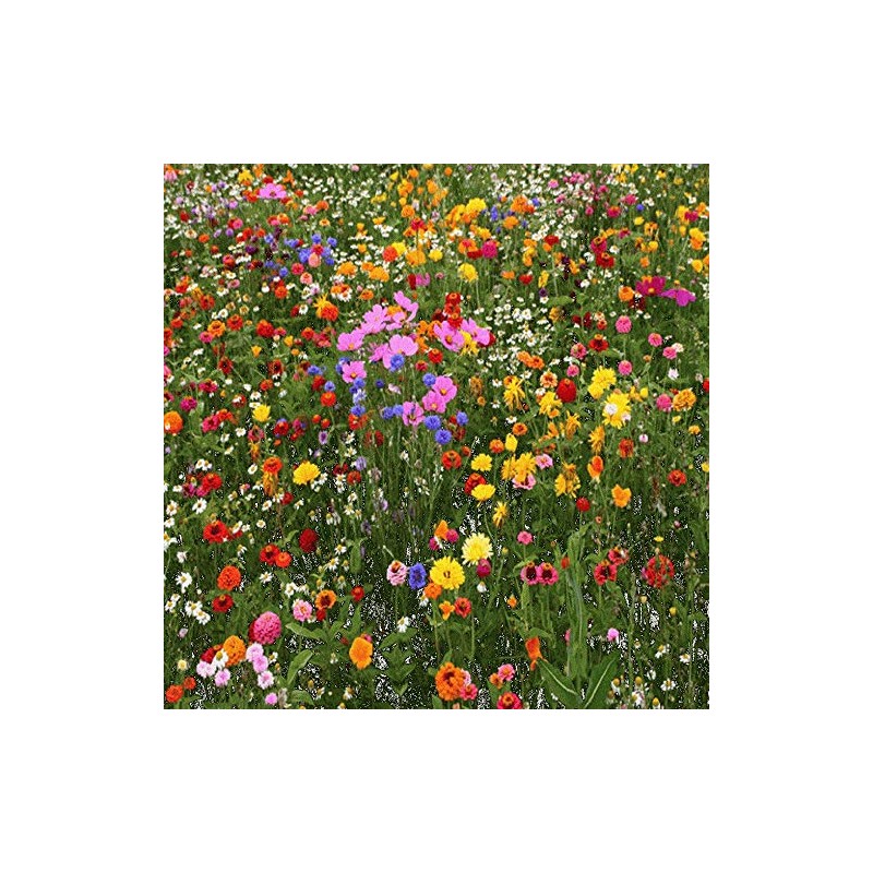 Premium North American Native Wildflower Seed Mix, No Fillers, 1/2