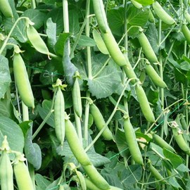 RAISE ME UP: Seeds Sweet Snap Peas Alfa Non GMO Heirloom