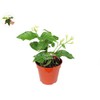 Arabian Jasmine Sambac - 4" from California Tropicals