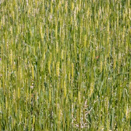 Organic Einkorn Grain Seeds Husk On - 25 Lb Bulk ~280,000 Seeds - Low Gluten Ancient Wheat Species - Heirloom, Non-GMO - Grow Grain, Wheatgrass, Grind for Flour, More.