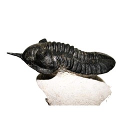 Morocconites Trilobite Fossil Morocco 390 Million Years Old #14916 13o