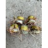 Sugarcane 5 Sugarcane Cutting Sweet Juicy Tropical Live Plant Ready