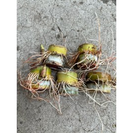 Sugarcane 5 Sugarcane Cutting Sweet Juicy Tropical Live Plant Ready To Plant