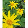 Arnica Plant - 2 Pack - Live - 3” Pot