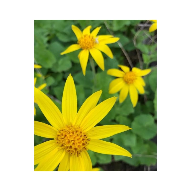 Arnica Plant - 2 Pack - Live - 3” Pot