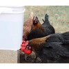 RentACoop Automatic Chicken Water Cup Waterer Kit for Poultry -