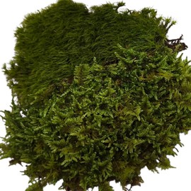 Live Terrarium Moss Duo Sampler for Reptiles, Natural Green Substrate, Vivarium Ground Cover for Frogs, Snakes, Geckos 8"x10" Bag Containing 2 Types of Fresh Moss