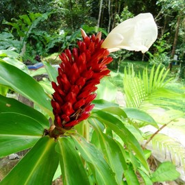 Aromatics International Premium Organic Plai Central Essential Oil 18ml | 100% Pure Essential Oil for Diffusion & Aromatherapy