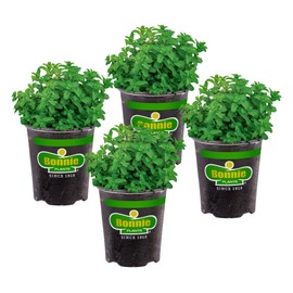 Bonnie Plants Lemon Balm Live Herb Plants - 4 Pack, Perennial In Zones 5 to 9, For Lemon Flavor In A Variety Of Dishes & Teas