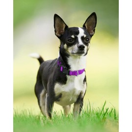 Joytale Reflective Dog Collar,Soft Neoprene Padded Breathable Nylon Pet Collar Adjustable for Puppy and Small Dogs,Purple,XS