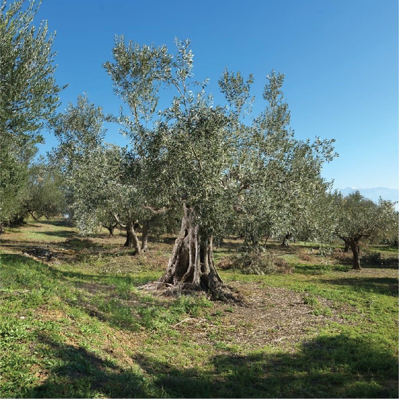 Iliada Kalamata PDO Extra Virgin Olive Oil, 750ml Round Tin