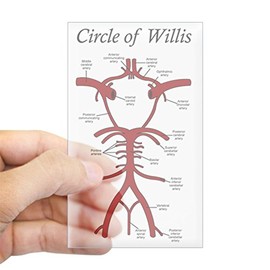 CafePress Circle of Willis Rectangle Bumper Sticker Car Decal
