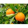 Mandarina - Aceite Esencial Puro 15 ml - Grado Terapéutico