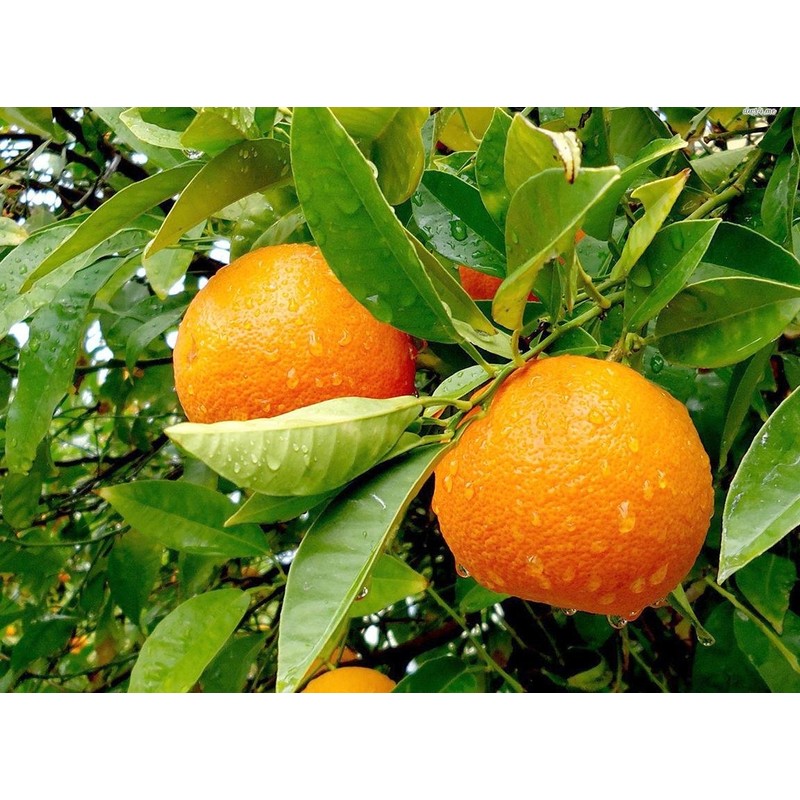 Mandarina - Aceite Esencial Puro 15 ml - Grado Terapéutico