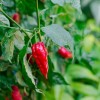 ZEshops 50pcs Ghost Pepper Seeds – Non-GMO Heirloom Chili Super