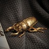 Xinleitan Gold Insect Wall Decor - Unique Bug and Beetle