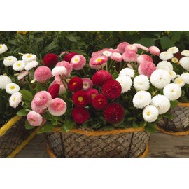 CEMEHA SEEDS - Seeds English Daisy Mix (Bellis Perennis) Pompom Marguerite Annual Flowers for Planting