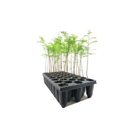 Bald Cypress | 3 Live Trees | Taxodium Distichum | Fast Growing Shade Tree Wet Tolerant