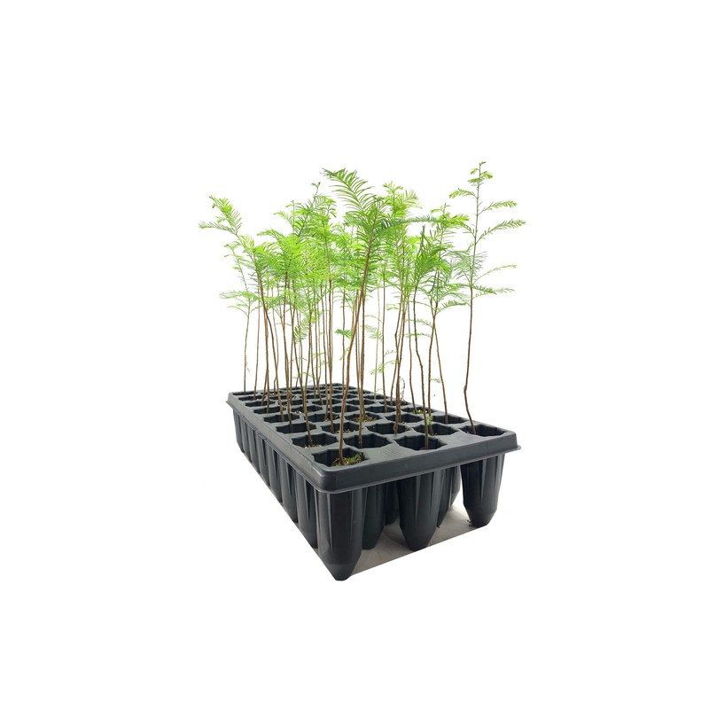 Bald Cypress | 3 Live Trees | Taxodium Distichum |