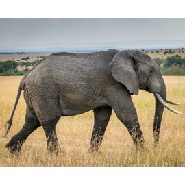 Alliance Wide Format Paper 24" x 150' High Resolution Coated Bond Inkjet 24lb with 3"core and 2”core adapter. For Aqueous Latex Printers, 1 roll/carton